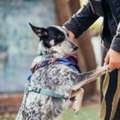 Dog Training Service In Ghaziabad