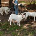 Dog Walkers In Patna