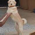 I Want To Give/hand Over My Lovely Pet Dog @FREE.. FOR PET LOVERS