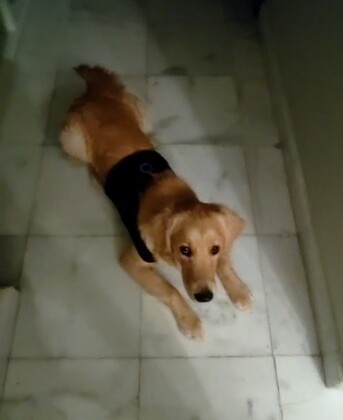 Jeddah, Pet Sitting, DOG Trainer