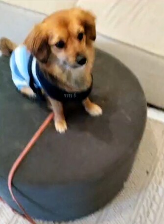 Jeddah, Pet Sitting, DOG Trainer