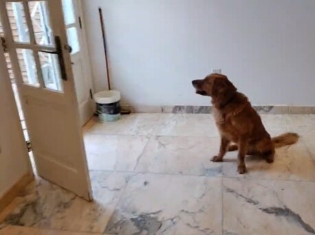 Jeddah, Pet Sitting, DOG Trainer