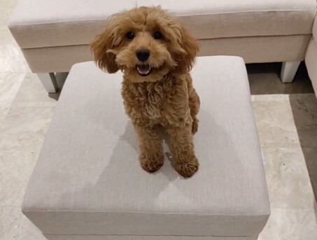 Jeddah, Pet Sitting, DOG Trainer