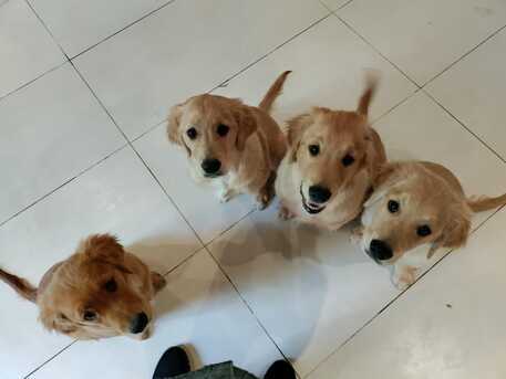 Jeddah, Pet Sitting, DOG Trainer