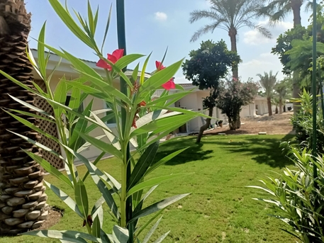 Manama, Apartments/Houses, BHD 900/month,  Studio,  VERY SPACIOUS SEMI FURNISHED 3 B/R COMPOUND VILLA FOR RENT IN BURHAMA-: SUBEER*38185065