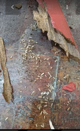 Riyadh, Pest Control, Safe Pest Control Spray Insects Cockroaches Bed Bugs Solutions 0557855145