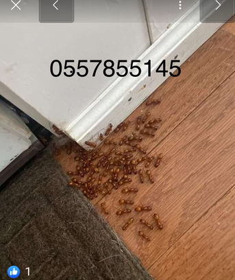 Riyadh, Pest Control, Cleaners Carpet Sofa Cleaners Pest Control Spray Best Price 0557855145