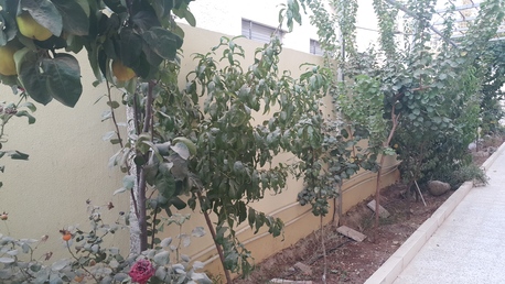 Jabal Al-Weibdeh, Apartments/Houses, JOD 300/month,  Furnished,  1 BR,  Furnished 1BR Apartment For Rent