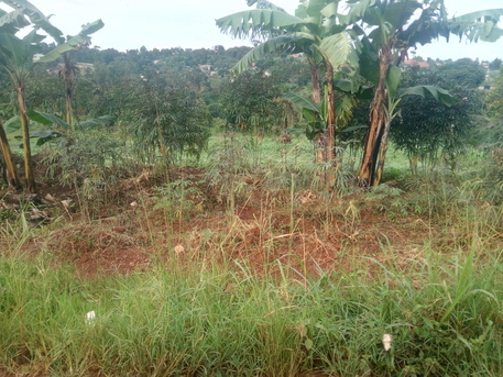 Kampala, Agricultural Land, 250000000,  35005 Sq. Meter,  For Sale 8.65acres At Kakindu Mityana District