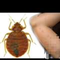 Carpet& Sofa Clean Pest Control Service @ Best Price