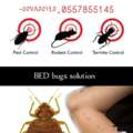 Professional ? Pest Control Service @ Best Price Company