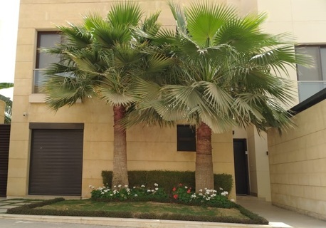 Riyadh, Construction, Garden Landscape Maintenance Paint & Swimming Pool Services - تنسيق حدائق