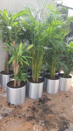 Riyadh, Construction, Garden Landscape Maintenance Paint & Swimming Pool Services - تنسيق حدائق