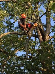 Cape Town, Farm/Garden, Contact Us 0822822554 Tree Felling/Removal/Cutting