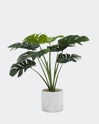 Riyadh, Farm & Garden, SAR 5101520,  Plants For Sale