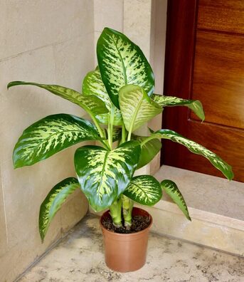 Riyadh, Farm & Garden, SAR 5101520,  Plants For Sale