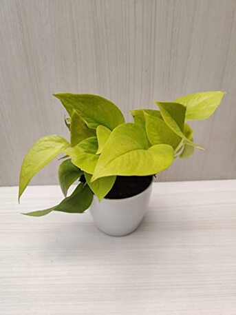 Riyadh, Farm & Garden, SAR 5101520,  Plants For Sale