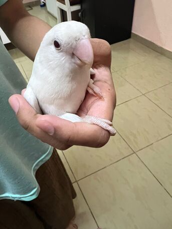 Jubail, Household Items, SAR 100500,  House Hold Items For Sale