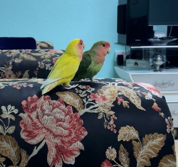 Jubail, Household Items, SAR 100500,  House Hold Items For Sale