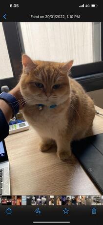 Riyadh, Pet Supplies, SAR 3000,  Scotish Fold Straight Ears For Sell