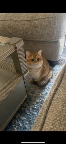 Riyadh, Pet Supplies, SAR 3000,  Scotish Fold Straight Ears For Sell