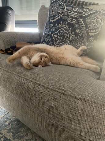 Riyadh, Pet Supplies, SAR 3000,  Scotish Fold Straight Ears For Sell