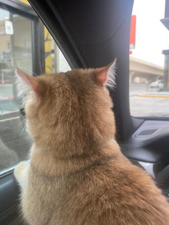 Riyadh, Pet Supplies, SAR 3000,  Scotish Fold Straight Ears For Sell