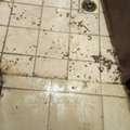 Safe Pest Control Services BEDBUGS SOLUTION BEST PRICE