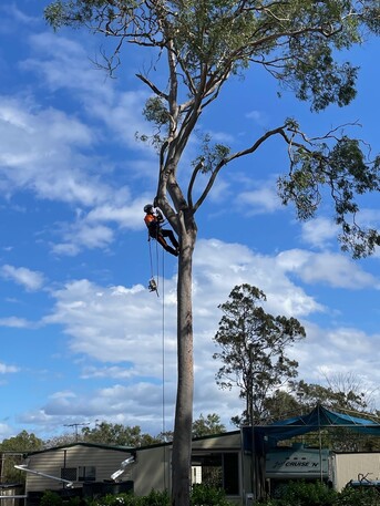 Brisbane, Business, Tree Removal Services In Nathan