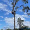 Tree Removal Services In Nathan