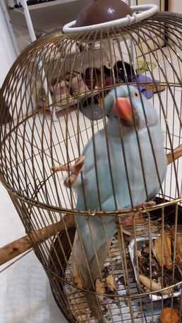 Manama, Pet Supplies, BHD 100,  Blue Parrot For Sale Beautiful Love Birds For Sale Fully Tamed With Beautiful Colors