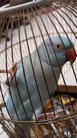Manama, Pet Supplies, BHD 100,  Blue Parrot For Sale Beautiful Love Birds For Sale Fully Tamed With Beautiful Colors