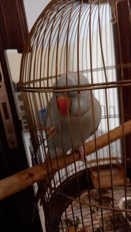Manama, Pet Supplies, BHD 100,  Blue Parrot For Sale Beautiful Love Birds For Sale Fully Tamed With Beautiful Colors