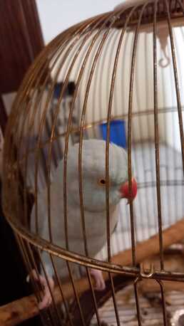 Manama, Pet Supplies, BHD 100,  Blue Parrot For Sale Beautiful Love Birds For Sale Fully Tamed With Beautiful Colors