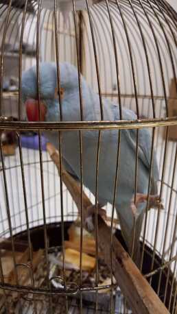 Manama, Pet Supplies, BHD 100,  Blue Parrot For Sale Beautiful Love Birds For Sale Fully Tamed With Beautiful Colors