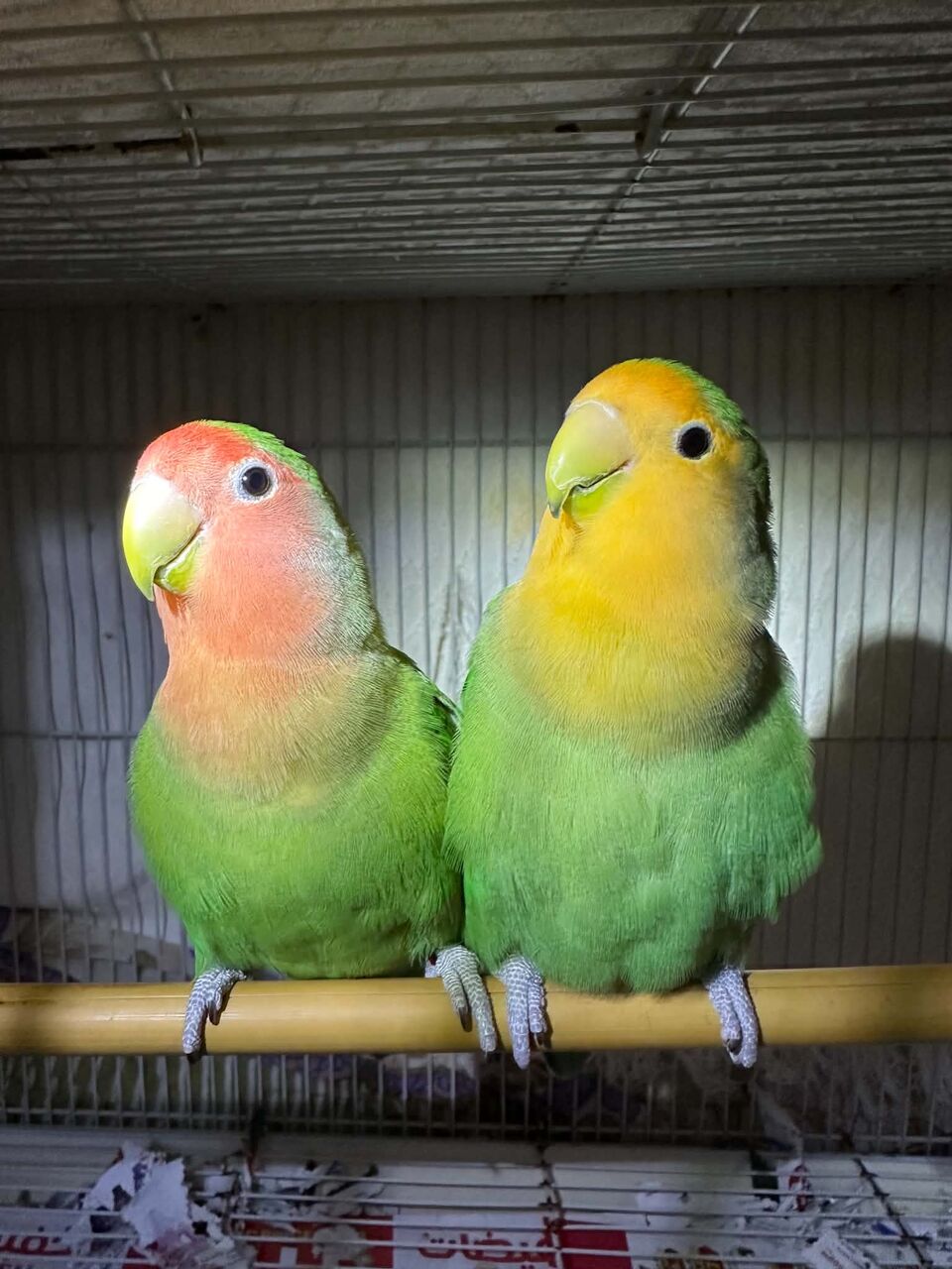 Jubail, Pet Supplies, Cute Rosy African Lovebirds Parrots, Peach Face & Yellow Face