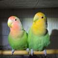 Cute Rosy African Lovebirds Parrots, Peach Face & Yellow Face
