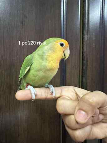 Jubail, Pet Supplies, Cute Rosy African Lovebirds Parrots, Peach Face & Yellow Face