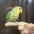 Cute Rosy African Lovebirds Parrots, Peach Face & Yellow Face