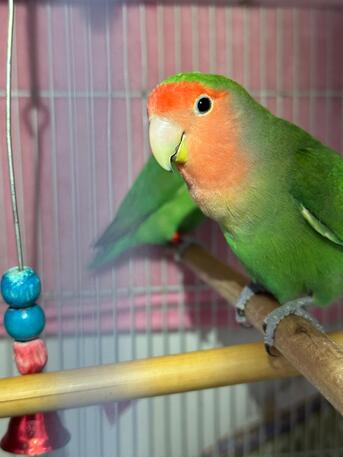 Jubail, Pet Supplies, Cute Rosy African Lovebirds Parrots, Peach Face & Yellow Face