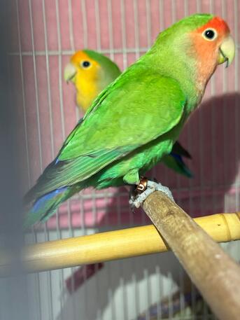 Jubail, Pet Supplies, Cute Rosy African Lovebirds Parrots, Peach Face & Yellow Face