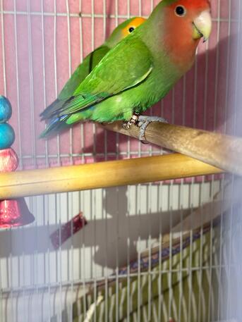 Jubail, Pet Supplies, Cute Rosy African Lovebirds Parrots, Peach Face & Yellow Face