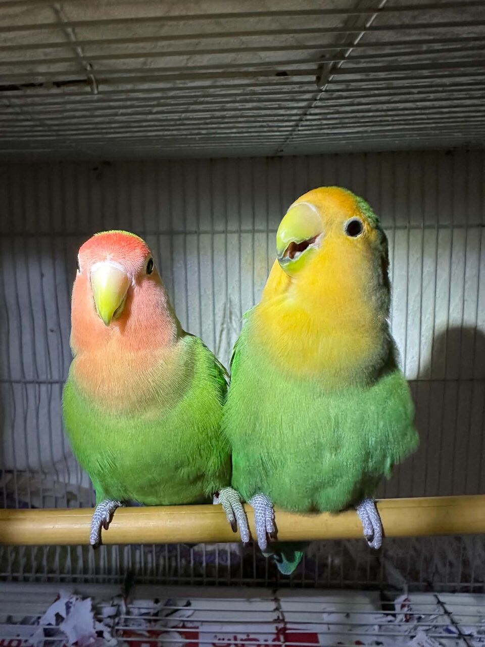 Jubail, Pet Supplies, Cute Rosy African Lovebirds Parrots, Peach Face & Yellow Face