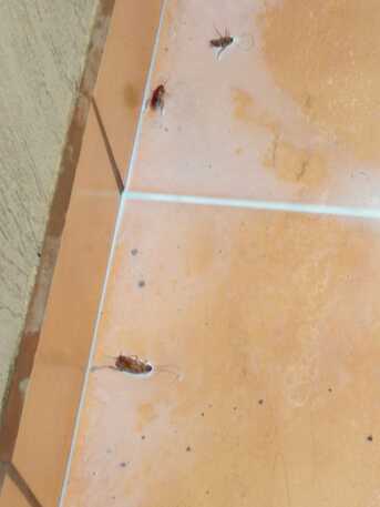 Jeddah, Pest Control, Pest Control! Choose Professionals! ⚠️Jeddah - Riyadh- Madina - Makkah