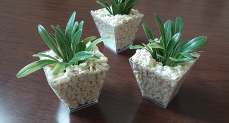 Mushrefah, Furniture, SAR 25,  Little Potted Plant Decor Set