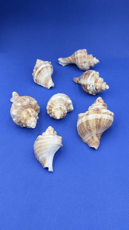 Jeddah, Furniture, SAR 10,  Decorative Seashells