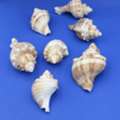 SAR 10,  Decorative Seashells
