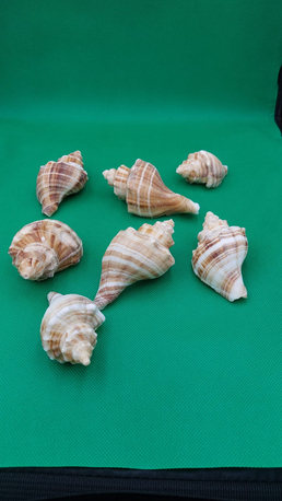 Jeddah, Furniture, SAR 10,  Decorative Seashells