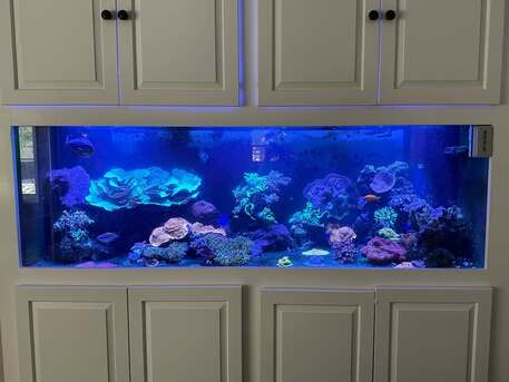 New York, Business, Vibrant Corals For Your Aquarium &ndash; JKFish, Randolph, NJ