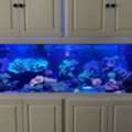 Vibrant Corals For Your Aquarium &ndash; JKFish, Randolph, NJ